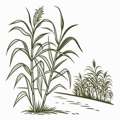 bamboo leaves isolated on white background