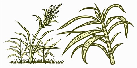 bamboo leaves isolated on white background