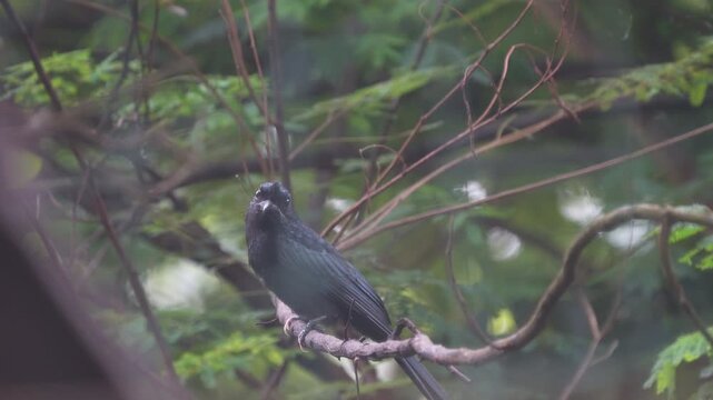 Close-up of a Black Drongo (Dicrurus macrocercus) perched on a tree branch in a lush forest setting, displaying its glossy black plumage and alert posture.
