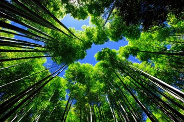 Lush bamboo forest canopy, vibrant green shoots reaching skyward