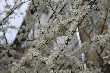 snow covered branches of tree