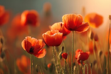 Obraz premium Bright orange poppy flowers bloom in a sunlit field, their delicate petals glowing warmly in the soft morning light