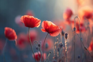 Vibrant red poppies bloom in soft sunlight, creating a dreamy and serene floral scene in nature