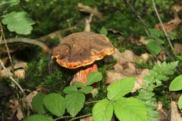 mushrooms in the forest