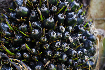 The oil palm fruit on oil palm tree