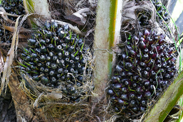 The oil palm fruit on oil palm tree