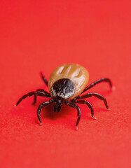 Macro Image of a Tick on Surface