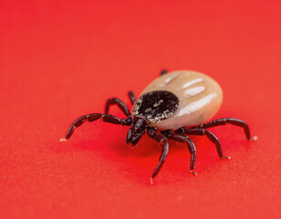 Macro Image of a Tick on Surface