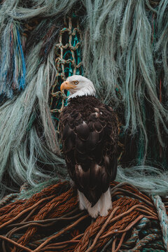 View of a majestic bald eagle sits perched amidst a tangle of fishing nets, its white head a striking contrast against the weathered ropes, Unalaska, Alaska, United States.