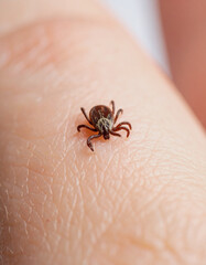 Macro Image of a Tick on Surface