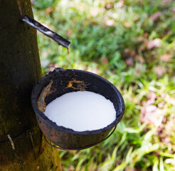 Scrape rubber from rubber trees, latex
