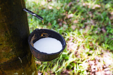 Scrape rubber from rubber trees, latex