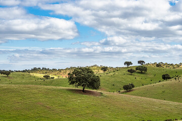 Beautiful landscape with wildflower meadows in Parque Natural do Vale do Guadiana, near Mertola,...