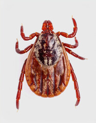 Macro Image of a Tick on Surface