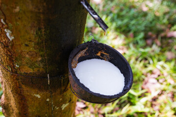 Scrape rubber from rubber trees, latex