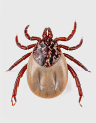 Macro Image of a Tick on Surface