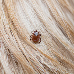 Close-up View of a Dangerous Tick