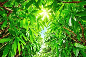 Obraz premium Lush green foliage canopy, sunlight filtering through