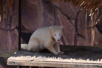 White Bear in Zoo Enclosure During Daylight
