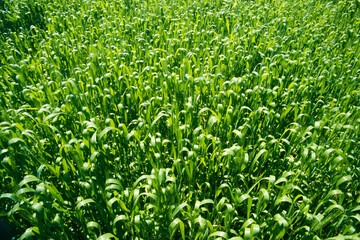 indian wheat crops field india 