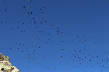 a flock of ravens flying in the sky