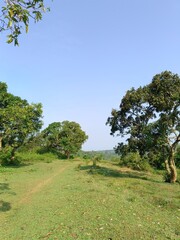 Lush Green Landscape with Trees and Clear Sky