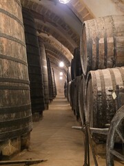wine barrels in cellar