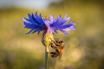 Centaurea cyanus, Apis mellifera, A bee pollinates a blue cornflower flower
