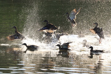 Anas platyrhynchos, a flock of ducks takes off from the water surface