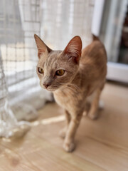 A Slim Ginger Cat Standing by a Window
