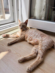 A Skinny Nursing Mother Cat Relaxing in the Sun