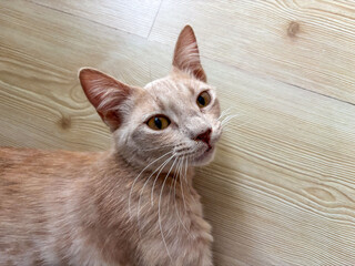 Portrait of a Ginger Cat on a Wooden Floor