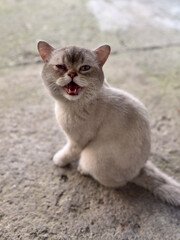A Grumpy Cat with its Mouth Open as if Meowing or Hissing