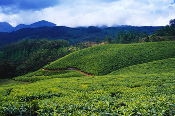 indian tea plantation garden india