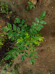 Curry leaf (Murraya koenigii) 