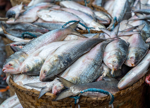 Hilsa fish, scientifically known as Tenualosa ilisha, is a prized fish in South Asia, particularly in Bangladesh and West Bengal, India. Pile of Freshly Caught Fish at a Market. 
