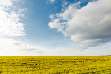 Gorgeous view of fresh green field with white fluffy clouds.