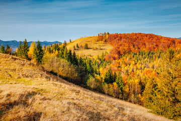 A magical autumn day in the mountains with multi-colored trees. Carpathian mountains, Ukraine,...