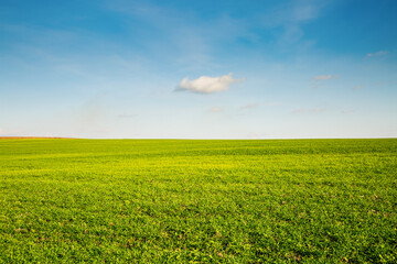 Lush green young wheat shining in the sun under a blue sky.