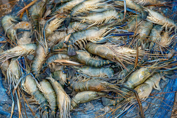 Sea shrimp refers to various species of small, elongated crustaceans found in saltwater...
