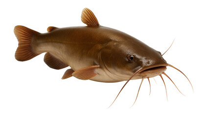 Close-up of a realistic brown catfish with long whiskers and detailed fins on transparent background.
