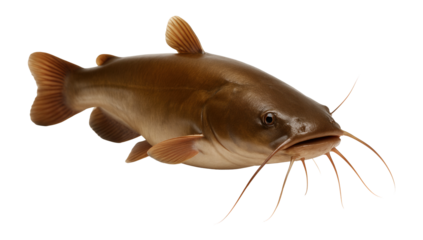 Close-up of a realistic brown catfish with long whiskers and detailed fins on transparent background.
