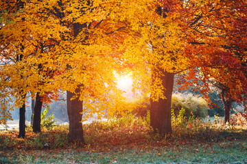 Beech forest with bright yellow leaves on a spectacular autumn day.
