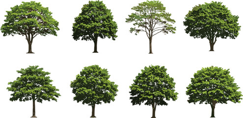 Collection of realistic green trees, isolated on white background, ideal for architectural design, landscaping projects, forest illustrations, and nature themes.