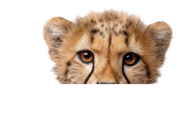 Close-up of a cheetah cub's head and upper torso.  The cub's head, with large, expressive eyes and spotted coat, peeks out from the top of a frame