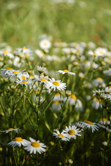 Chamomile flower in the wild meadow in the summer light