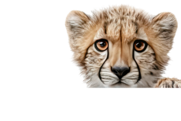 Close-up of a cheetah cub's head and shoulders.  A young, tan-and-spotted cheetah gazes directly at the viewer, its ears upright and its eyes amber.  Focus is on the face