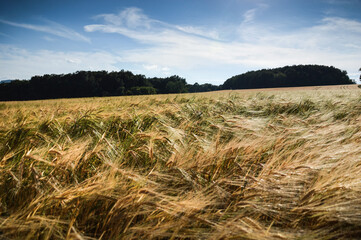 Summer fields with grain crops on a sunny day