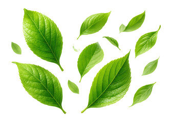 Fototapeta premium Multiple vibrant green leaves of various sizes scattered on transparent background.