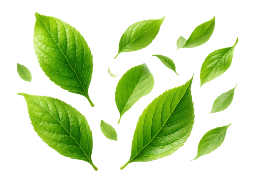 Multiple vibrant green leaves of various sizes scattered on transparent background.